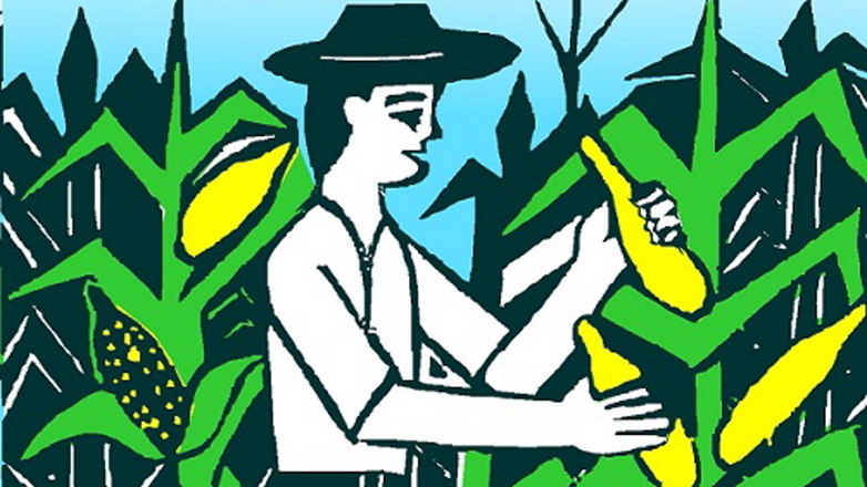 Ilustração: homem colhendo milho