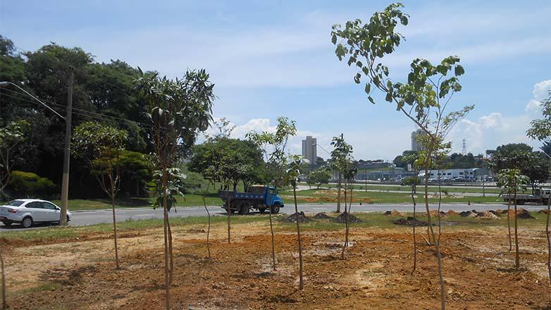 São José dos Campos tem aproximadamente 120 mil árvores na área urbana.
