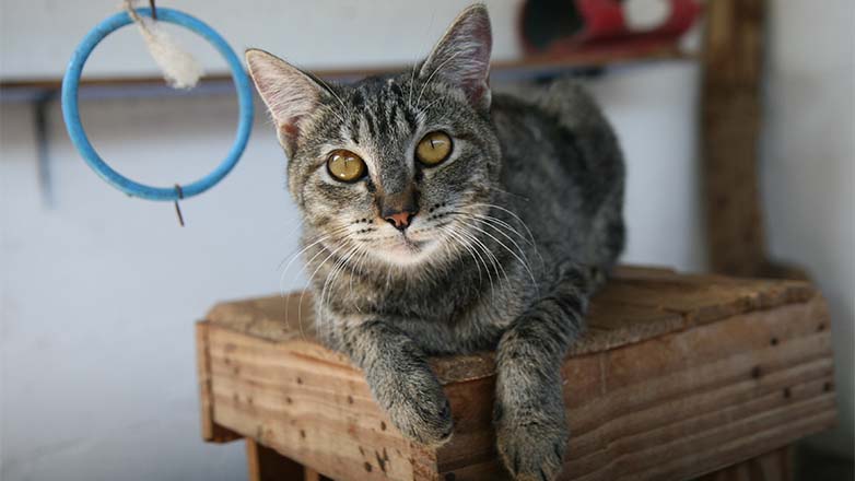 Animais para adoção 