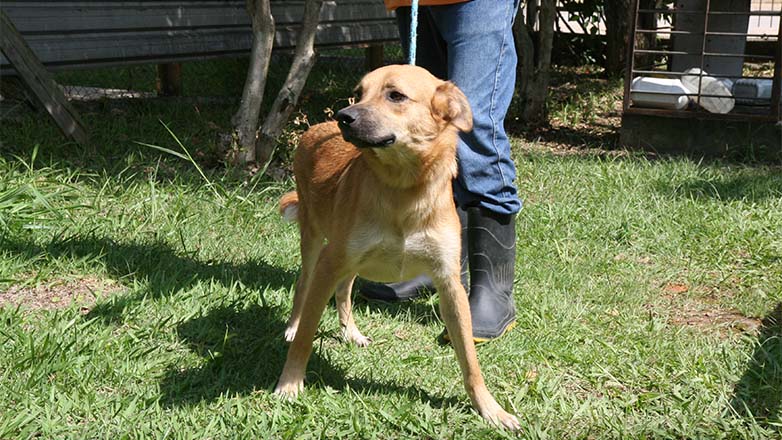 Animais para adoção 