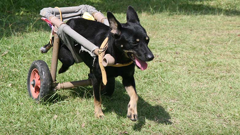 Animais para adoção 