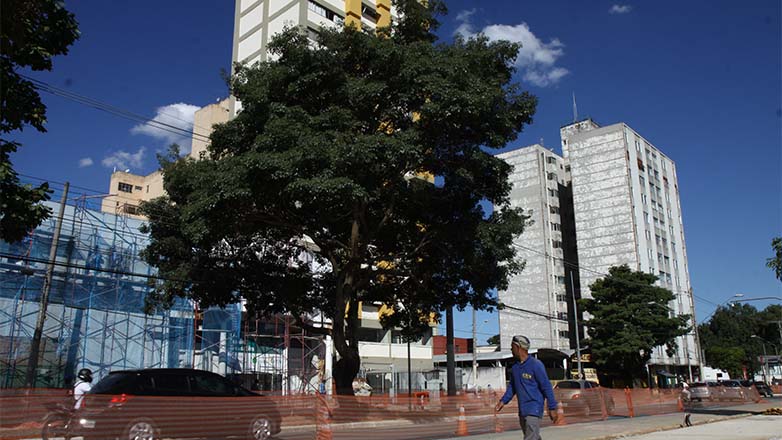 A retirada e o replantio de um Ipê Roxo é uma  operação, inédita na cidade e faz parte da modernização e revitalização do Novo Centro.