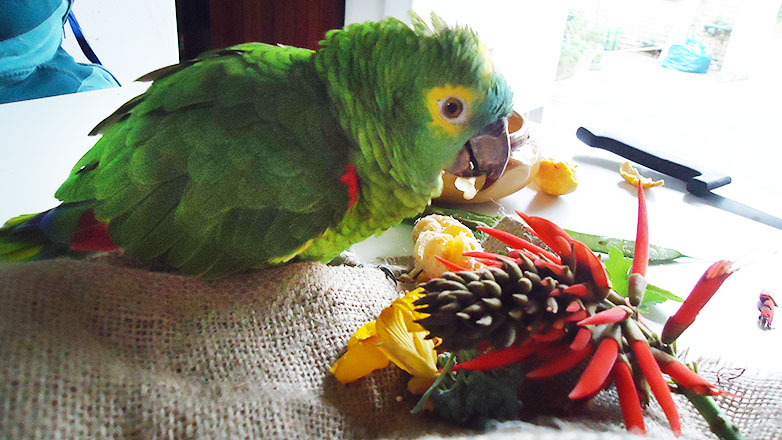 Fauna Silvestre