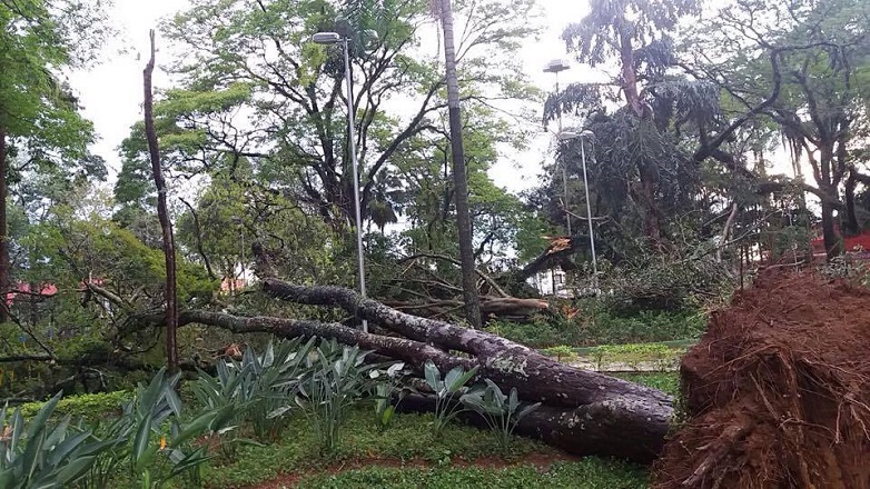 Três árvores caíram sobre residências na zona leste. A chuva provocou a queda de 5 árvores sobre muros, a maioria na região central.