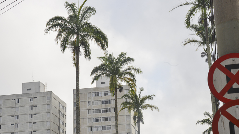 Retirada das folhas secas das palmeiras-imperiais na Avenida João Guilhermino