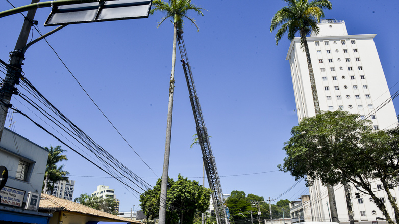 Retirada das folhas secas das palmeiras-imperiais na Avenida João Guilhermino