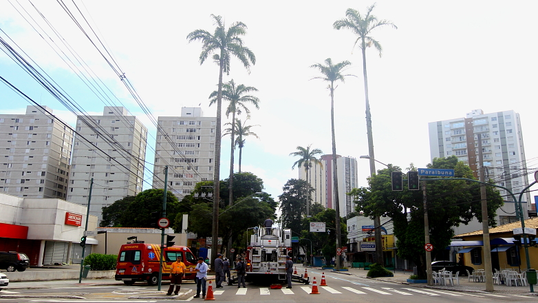 Remoção de folhas secas das palmeiras-imperiais da Avenida João Guilhermino