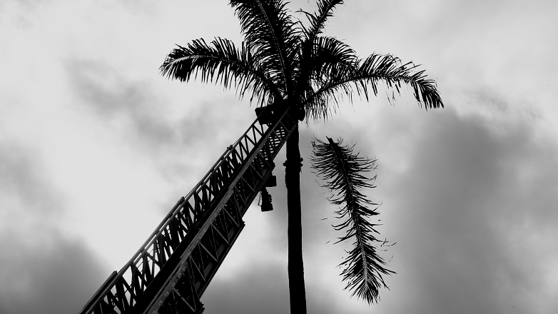 Remoção de folhas secas das palmeiras-imperiais da Avenida João Guilhermino