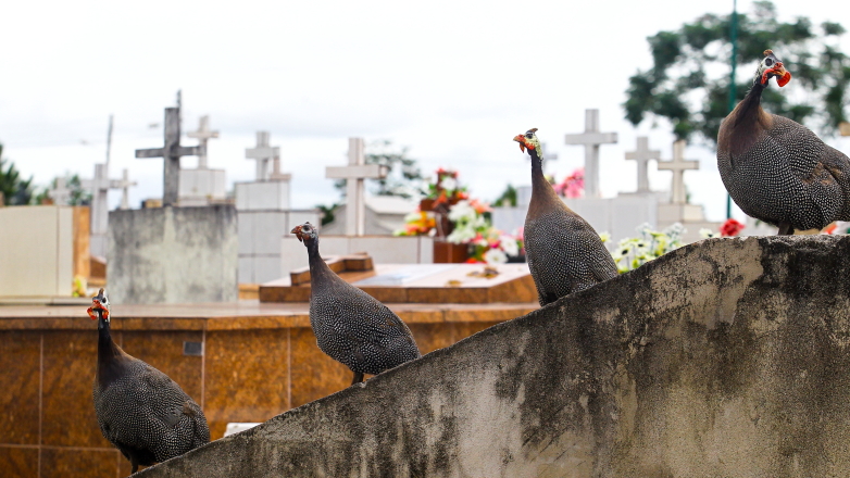 Galinhas d'angola no cemitério de Santana
