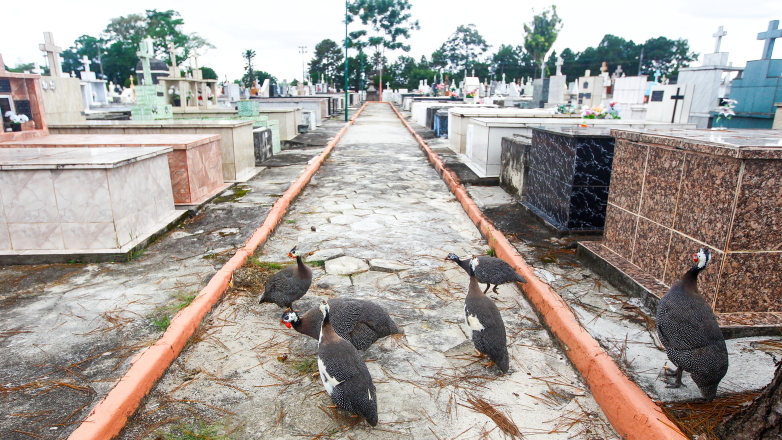 Galinhas d'angola no cemitério de Santana