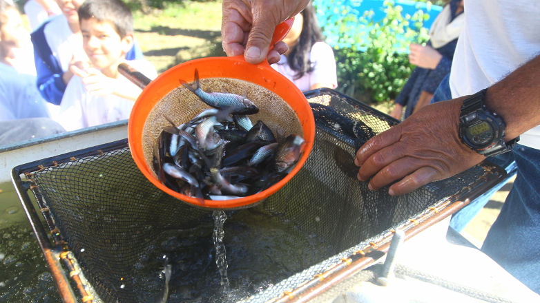 6 mil peixes de espécies nativas são lançados no córrego Vidoca