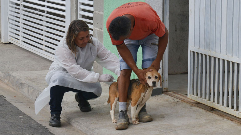 Nos quatro primeiros dias de campanha, já foram vacinados 879 animais, sendo 699 cachorros e 180 gatos